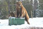 Bear in the garbage - wild bears love garbage cans