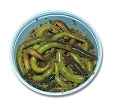 Green Nightcrawlers - They work really well. They are put into a dye and it makes them green as they eat it. Really interesting and work really well! Green Nightcrawlers - They work really well. They are put into a dye and it makes them green as they eat it. Really interesting and work really well!