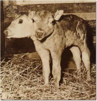 And they say two heads are better than one. - Strange site to see a calf with two heads.