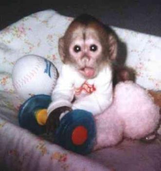 Baby Monkey - Baby Monkeys are very cute and full of personality, however they do cost alot to keep. 