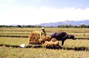 Bringing in the Sheaves - Carabao pulling sled with the harvest to bring them to the threshing place