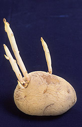 sprouted potates - sprouted potato is one with roots