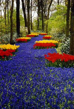 Blue River of Grape Hyacinth - Isn&#039;t this river of grape hyacinth beautiful and the tulips look spectacular along the sides.