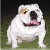 English Bulldog - Bulldog