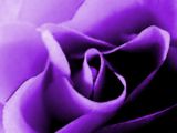 Purple Rose - none