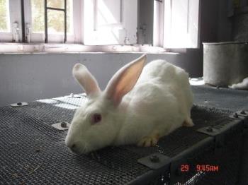 rabbit - Photographed at Mysore