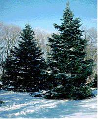Evergreen Trees - Photo of Evergreen Trees in the snow. Evergreen Trees - Photo of Evergreen Trees in the snow.