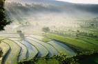 bali  - bali nature, rice field.