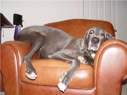 Our Great Dane - Our Great Dane