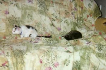 Alexis(white) Precious(darkgray) - MY fur babies.  They are too cute.