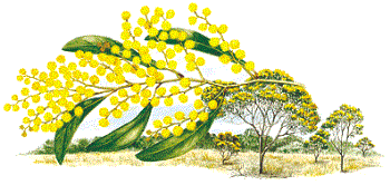 Wattle tree - Wattle Tree Australia's national flower Wattle tree - Wattle Tree Australia's national flower