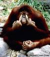 Orangutan - A orangutan closing its eyes with his fingures.