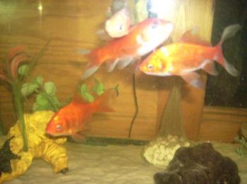 4 of my Goldies/Goldfish - 4 of my 5 comet/feeder goldfish.  