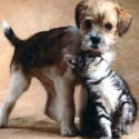 Dogs & Cats - Love to play together Dogs & Cats - Love to play together