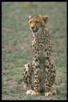animals - cheetah
