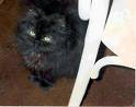 Persian Cat - Bo-Bo was my cat name....He was a funny cat