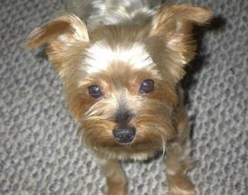 My Tyger - this is my yorkie