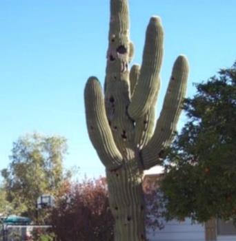 Cactus - A very big and tall cactus