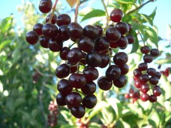 choke cherries - In the western states choke cherries grow on bushes. In the south they grow on trees.