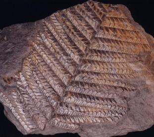 Fern Fossil - Here is a fossil of a fern. Isn't it cool. I love finding fossils. Fern Fossil - Here is a fossil of a fern. Isn't it cool. I love finding fossils.