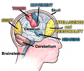 Brain - Human Brain