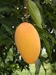 mango - mango is the king of all fruits