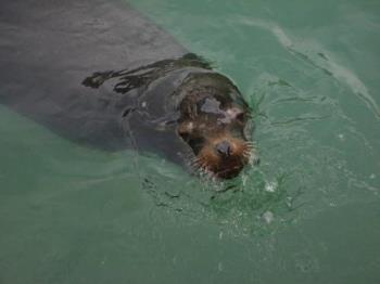 Sea Lion Taking a Breath - California sea lion