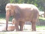 Elephant and baby elephant - Photographed at mysore