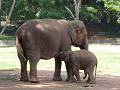 Elephant with baby - Pictured at Mysore Zoo
