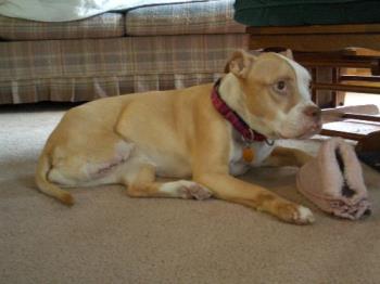 Katie after her surgery - Katie and her slipper after surgery