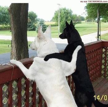 dogs - white and black dogs