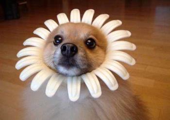 cute dog - very cute dog with flowers on his chin