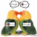 google - birds who love google
