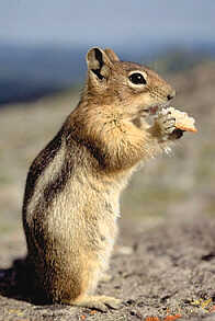 chipmunk - I found this critter running around the net so I brought him to play.