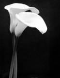 calla lily - two black and white calla lilies.  