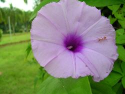 Flower - Photographed at Mysore FloralShow