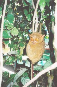 Tarsier - Tarsier, world smallest primates, which can be found in Bohol and Samar Leyte. 