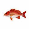 Snapper - A red snapper