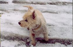dog enjoying the snow - It happens in Austria, this dog likes the snow