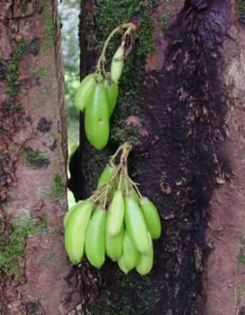 Bilimbi - a genus of the star fruit