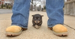 Chihuahua - This is a picture of a puppy Chihuahua that was in our local newspaper today.  He is so cute.  