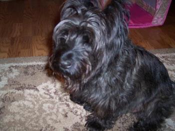 cairn terrier - our dog