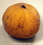 santol - www.toptropicals.com/cgi-bin/garden_catalog