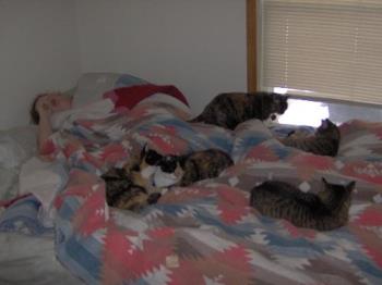 Cats are people too - All the cats in the bed