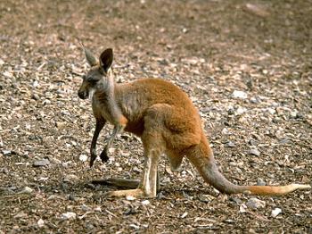Baby Red Kangaroo - Baby Red Kangaroo in the wild