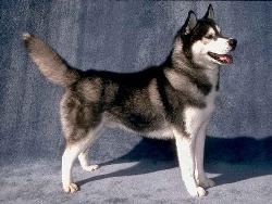 Siberian Husky - Siberian husky, dog