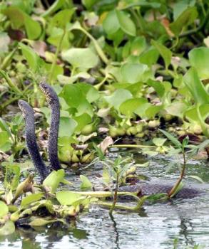 Cobra mating in assam&#039;s jungle - Cobra mating in assam&#039;s jungle,india