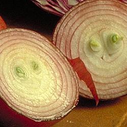 Onion - Onion