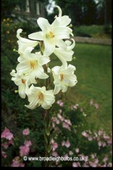 maddona lily - my favorite flower