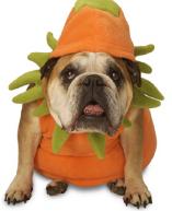 english bulldog  dressed as pumpkin - This bully is ready to celebrate halloween. He is dressed like a pumpkin. Some people dress even their animals up during halloween.